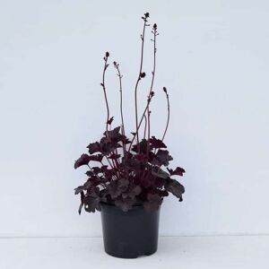 Heuchera 'Obsidian'PBR ---